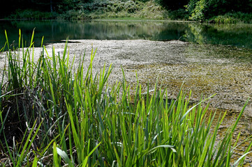 Obraz premium The lake in the summer forest full of lilypads. Beautiful summer landscape