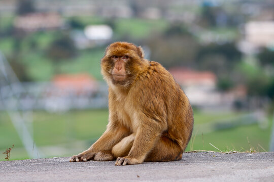 Mono en la carretera