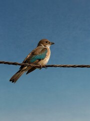 Bird perched on a wire with a blue sky.