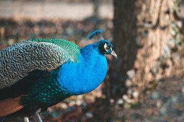 Fototapeta premium peacock. a big beautiful bird