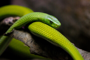 Mamba verde oriental