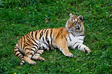 Tigre tumbado en cesped