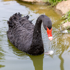 Fototapeta premium black swan on the lake