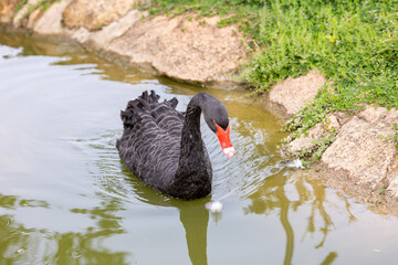 black swan on the lake