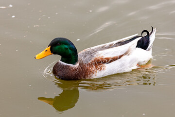 duck on a lake