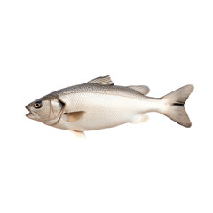 Obraz premium Fresh fish isolated on a clean background. PNG