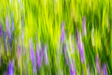 Kunst, Hintergrund, Abstrakt: Blumenwiese mit langer Belichtungszeit, verwischt, unscharf,...