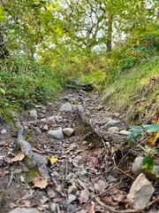 A rugged woodland trail with exposed roots and scattered stones, leading into a lush forest, ideal for hikers and adventurers. Orientation portrait.