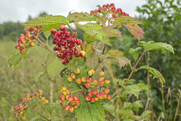 Unripe red viburnum berries against a pine tree in late summer. Wild guelder rose (Viburnum opulus) in the forests of Lithuania, northern Europe.