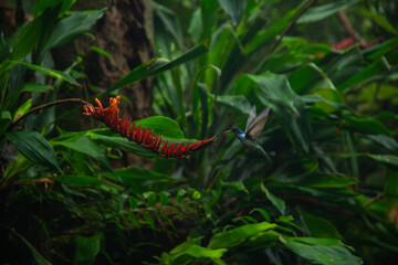 Hummingbird in the rain forest of Costa Rica