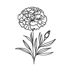  One continuous line illustration of a carnation flower, isolated on white background.