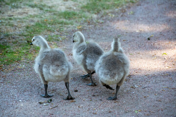 Barnacle goslings (Branta leucopsis)