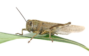 Fototapeta premium Egyptian grasshopper or Egyptian locust on green leaf (Anacridium aegyptium) isolated on white, clipping