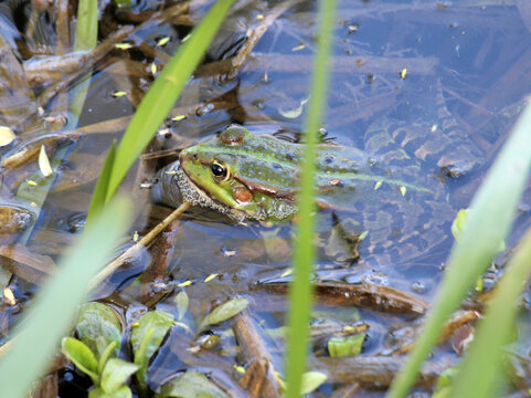 The pond contains a lake frog (Pelophylax ridibundus)
