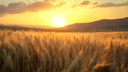 Obraz premium Golden wheat field at sunset with majestic hills in the background