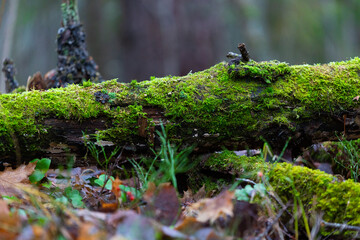 Velvety moss grows on the tree, juicy green color. Sunlight penetrates through the trees. Textures of this serene nature.