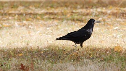 Obraz premium Rook strolling through a sunlit autumn field with fallen leaves, capturing the natural beauty of the season