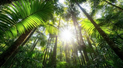 Fototapeta premium Lush Tropical Jungle with Sunlight Streaming Through Green Canopy