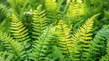 Lush Green Fern Leaves in Sunlit Forest Setting with Soft Focus