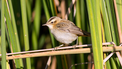 bird on a grass