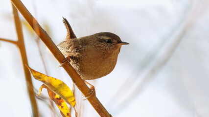 sparrow on a branch