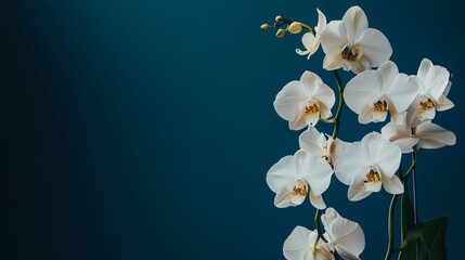 Fototapeta premium An elegant cascade of white orchids against a deep midnight blue background, artistic close-up shot, Minimalist style