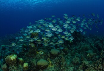 School of surgeonfish