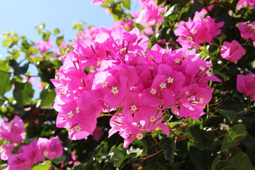 pink and white flowers