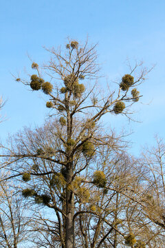 Mistletoe (Viscum album) parasitizes on a tree