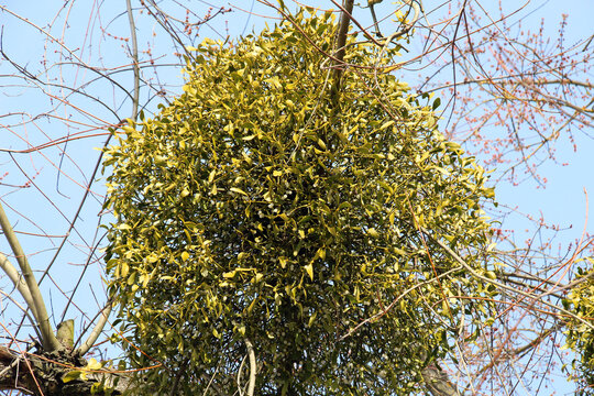 Mistletoe (Viscum album) parasitizes on a tree