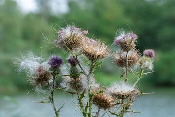 Sharp blooming field thistle with tufts of fluff close-up. Blossoming cirsium arvense or pink sow thistle growing in meadow. Carduus burdock of the asteraceae family dangerous to high nitrite content.