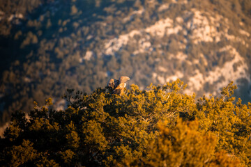 BUITRES EN LA MONTA&Ntilde;A