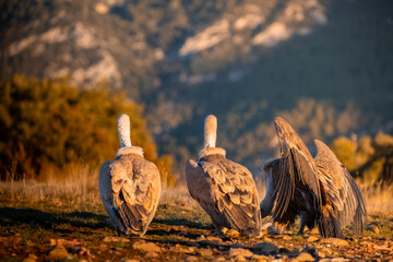 BUITRES EN LA MONTA&Ntilde;A
