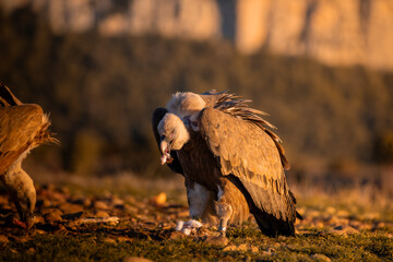 BUITRES EN LA MONTA&Ntilde;A