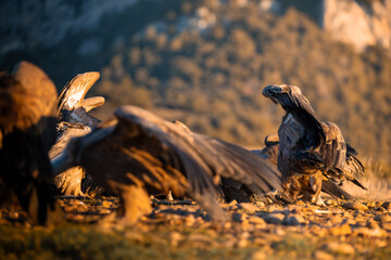 BUITRES EN LA MONTA&Ntilde;A