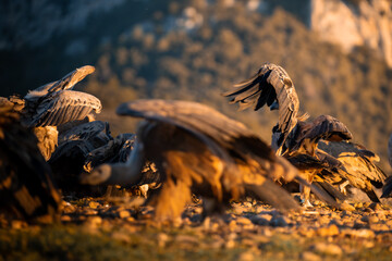 BUITRES EN LA MONTA&Ntilde;A