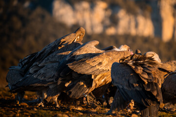 BUITRES EN LA MONTA&Ntilde;A