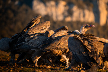 BUITRES EN LA MONTAÑA