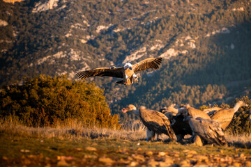 BUITRES EN LA MONTA&Ntilde;A