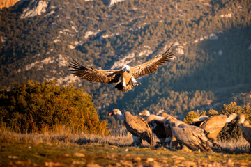 BUITRES EN LA MONTA&Ntilde;A