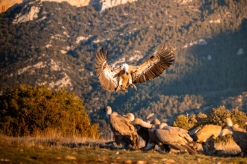 BUITRES EN LA MONTAÑA