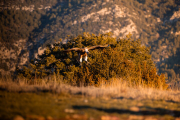 BUITRES EN LA MONTA&Ntilde;A