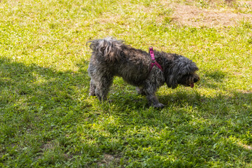 Fluffy gray dog with a pink harness sniffs the grass in a sunny park. Moment of pet curiosity and exploration in a peaceful outdoor environment