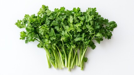 Fototapeta premium a bunch of fresh parsley on a white background The parsley is a vibrant green color and is arranged in a neat bunch The white background provides a stark contrast