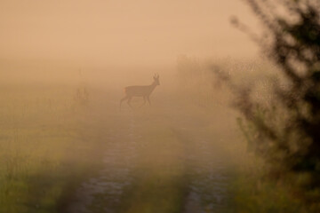 sarna we mgle  © Tomek