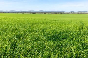 Horizon of Green Pastures at Sunset, Livestock Feed in Its Autumn Splendor.