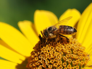 Pszczoła miodna (Apis mellifera) na kwiatku w ogrodzie
