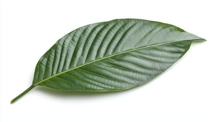 Fototapeta premium a green leaf on a white background The leaf is a vibrant green color and has a glossy texture It is lying flat on the surface, with no other objects in the frame