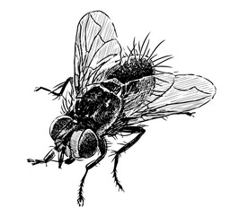 Sketches of one fly insect closeup, realistic hand drawn illustration isolated on white © asmakar