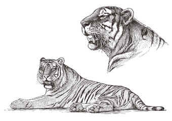 Sketches of roaring tiger head, animal portrait, lying tiger, realistic hand drawn illustration isolated on white